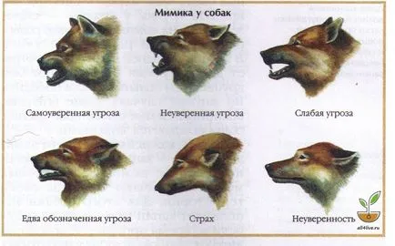 Dog dicționar de limbă