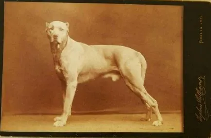 Stapleton Dog, Hound de Baskervilles