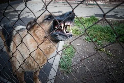 Mia câine - știri în imagini