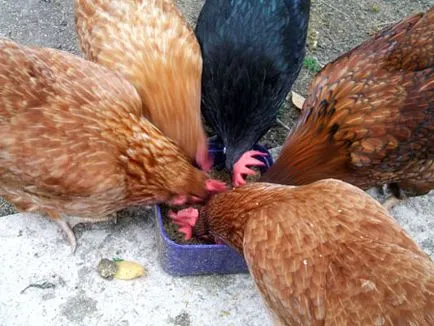 Și hrănirea puilor - animale și păsări - păstrarea, hrănire, tratamentul bolilor