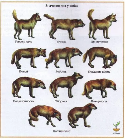 Dog dicționar de limbă