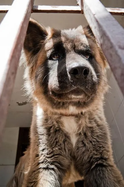 Mia câine - știri în imagini