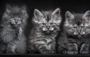 Consiliul cum să învețe un pisoi ei, lumea de pisici și câini (Consiliul) Consiliul cum să învețe un pisoi ei, lumea de pisici și câini