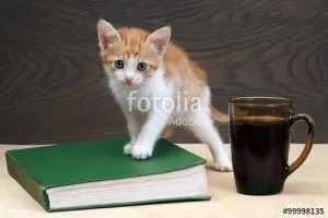 Consiliul cum să învețe un pisoi ei, lumea de pisici și câini (în prezent) Consiliul cum să învețe un pisoi ei, lumea de pisici și câini