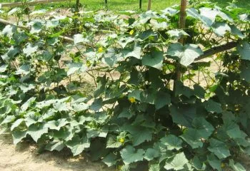 soiuri timpurii de castraveți la sol deschis (deschis) soiuri timpurii de castraveți pentru câmp deschis