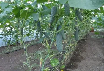 soiuri timpurii de castraveți la sol deschis (timpurie) soiuri timpurii de castraveți pentru câmp deschis