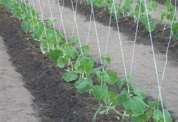 soiuri timpurii de castraveți pentru câmp deschis (soiurile) soiuri timpurii de castraveți pentru câmp deschis