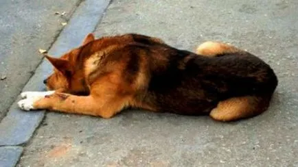 Interpretare vis câine mort în somn ceea ce viseaza câine mort