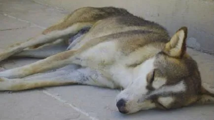 Interpretare vis câine mort în somn ceea ce viseaza câine mort