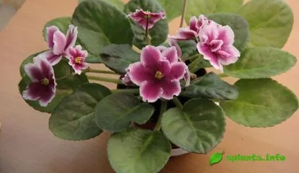 violete varietale - sport, fantezie, chimera