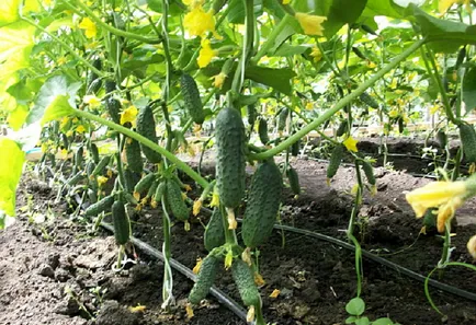 soiuri timpurii de castraveți la sol deschis (castraveți) soiuri timpurii de castraveți pentru câmp deschis