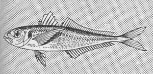Macroul - este