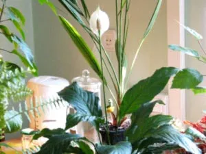 Spathiphyllum transfer de îngrijire la domiciliu și de reproducere (Spathiphyllum) transfer de îngrijire la domiciliu Spathiphyllum și reproducerea