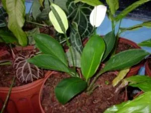 prin transfer Spathiphyllum de îngrijire la domiciliu și de reproducere (de îngrijire) transfer de îngrijire la domiciliu Spathiphyllum și reproducerea
