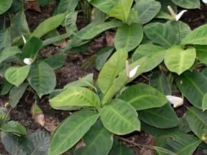 prin transfer Spathiphyllum de îngrijire la domiciliu și de reproducere (de îngrijire) transfer de îngrijire la domiciliu Spathiphyllum și reproducerea