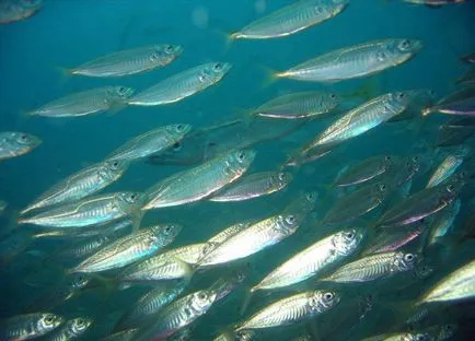 Macrou - descriere, tipuri, în cazul în care trăiește, mănâncă, bun, fotografie (beneficiu) Macrou - descriere, tipuri, în cazul în care trăiește, mănâncă, bun, fotografie