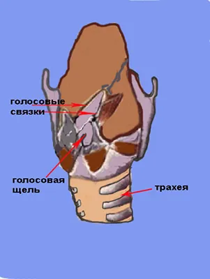 Structura aparatului vocal
