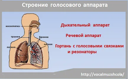 Structura aparatului vocal