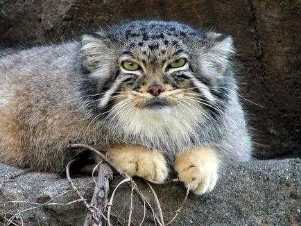 pisică Wild fotografie și descriere Manul