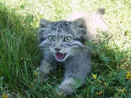 pisică Wild fotografie și descriere Manul