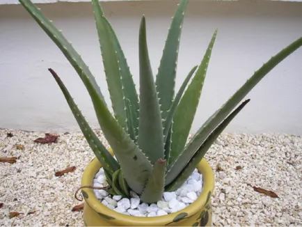 sfaturi suculente Aloe Vera privind îngrijirea la domiciliu și de creștere (ca transplantare aloe vera) sfaturi suculente Aloe Vera privind îngrijirea la domiciliu și de reproducție