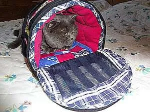 Bag-suport pentru pisici - fac cu mâinile lor (pisica) Bag-suport pentru pisici - fac cu mâinile lor