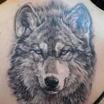 Wolf tatuaj sensul schite