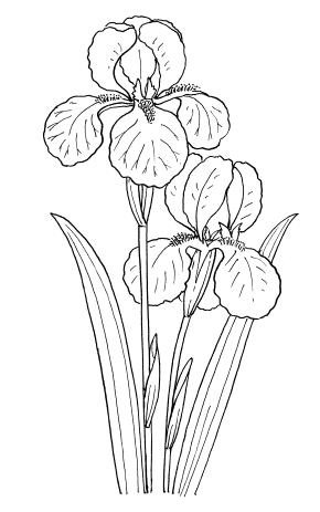 cusatura schema de broderie pentru incepatori
