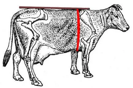 Tabelele și metode de eliminare a măsurilor de la bovine pentru a determina cât de mult în greutate fără greutăți de vacă