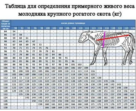 Tabelele și metode de eliminare a măsurilor de la bovine pentru a determina cât de mult în greutate fără greutăți de vacă