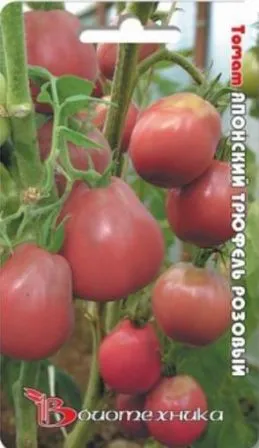 Tomate Japoneză comentarii trufe foto, și descrierea soiului (comentarii) Japoneză comentarii tomate trufa fotografie, și descrierea soiului