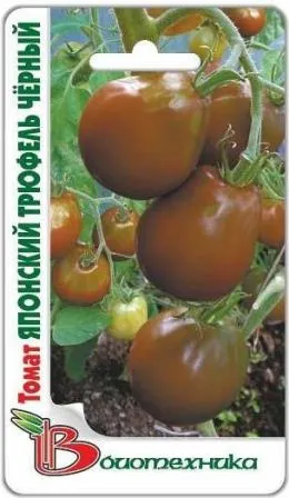 Tomate Japoneză comentarii trufe foto, și descrierea soiului (comentarii) Japoneză comentarii tomate trufa fotografie, și descrierea soiului