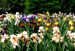 secretele de irisi