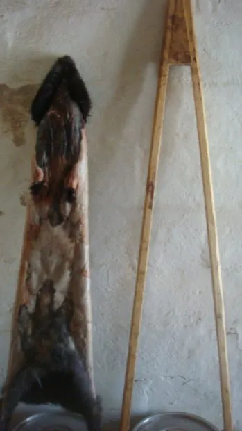 Tehnologii curtau nutria (grame de amoniac alcool) Tehnologie blănurilor lumânare nutrie