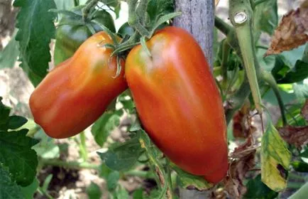 Tomate „pertsevidny“ - observații cu privire la varietatea, o fotografie de tomate, caracteristicile și descrierea (caracteristici) Tomate „pertsevidny“ - observații cu privire la varietatea, o fotografie de tomate, caracteristici și descrierea