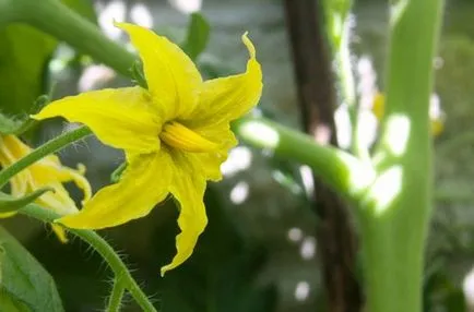 cultivare tomate și întreținere în fertilizării câmp deschis, udare, pulverizare (tomate) cultivarea de tomate și de întreținere în fertilizării câmp deschis, udare, pulverizare