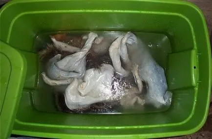 nutria Tehnologie Prelucrare (fabricare) Tehnologie blănurilor lumânare nutrie