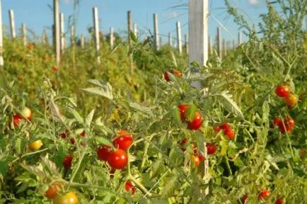 Cultivarea tomate și întreținere în fertilizării câmp deschis, udare, pulverizare (deschis) cultivarea de tomate și de întreținere în fertilizării câmp deschis, udare, pulverizare