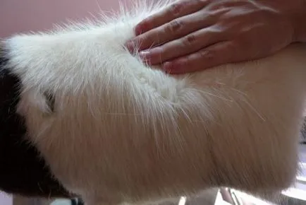 Tehnologia curtau nutrie (piei) Tehnologie blănurilor lumânare nutrie