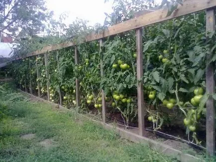 Cultivarea tomate și întreținere în fertilizării câmp deschis, udare, pulverizare (dressing) cultivarea de tomate și de întreținere în fertilizării câmp deschis, udare, pulverizare