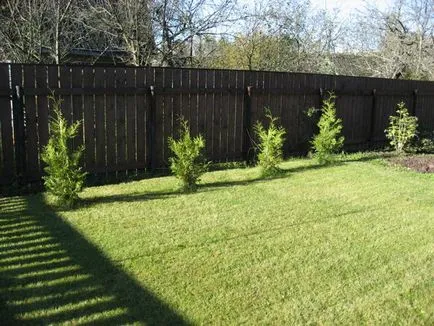 Cum să rădăcină ramurile Arborvitae kornevin nu ajută - Experți răspunsuri () Cum să rădăcină ramurile Arborvitae kornevin nu ajută - răspunsuri expert