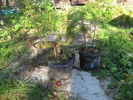 Cum să rădăcină ramurile Arborvitae kornevin nu ajută - Experți răspunsuri () Cum să rădăcină ramurile Arborvitae kornevin nu ajută - răspunsuri expert