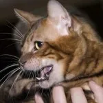 Toyger sau Tiger Cat rasa descriere, poze, preturi pentru pisici, video