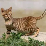 Toyger sau Tiger Cat rasa descriere, poze, preturi pentru pisici, video