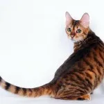 Toyger sau Tiger Cat rasa descriere, poze, preturi pentru pisici, video