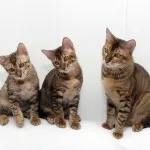 Toyger sau Tiger Cat rasa descriere, poze, preturi pentru pisici, video