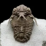 Trilobiții - artropode fosili ale erei paleozoic (trilobiții) Trilobiții - artropode fosili ale erei paleozoic