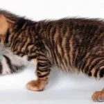 Toyger sau Tiger Cat rasa descriere, poze, preturi pentru pisici, video