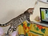 Toyger pisica fotografie, descriere rasa, caracter, preț și pepiniere