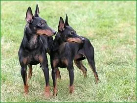 Terrier Toy - o descriere și o fotografie de rasă, selecție catelus si preturi, produse alimentare și de îngrijire